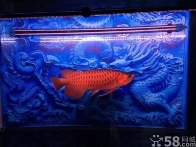 龍魚會所，龍魚會所的運營模式和成功因素
