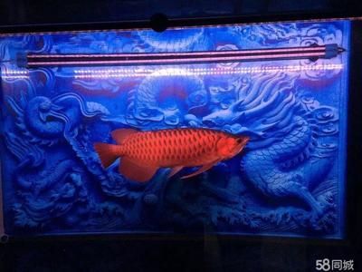 龍魚會所，龍魚會所的運營模式和成功因素