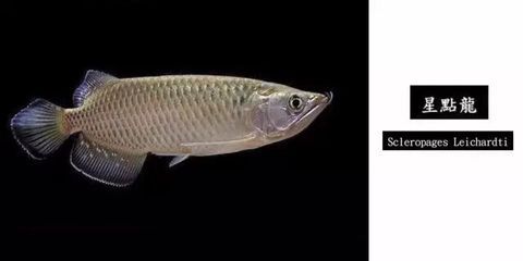 上千萬的龍魚品種：上千萬的龍魚品種價格可以高達(dá)上千萬人民幣