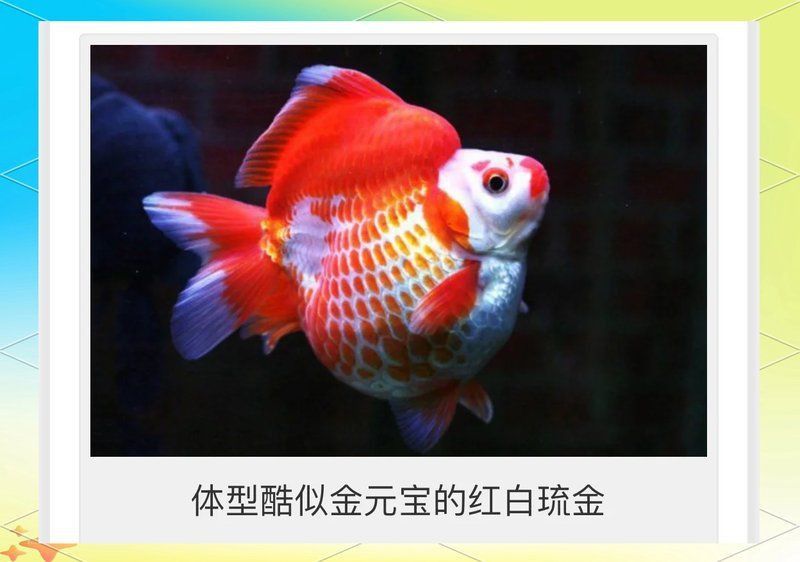 鎏金魚什么顏色最貴
