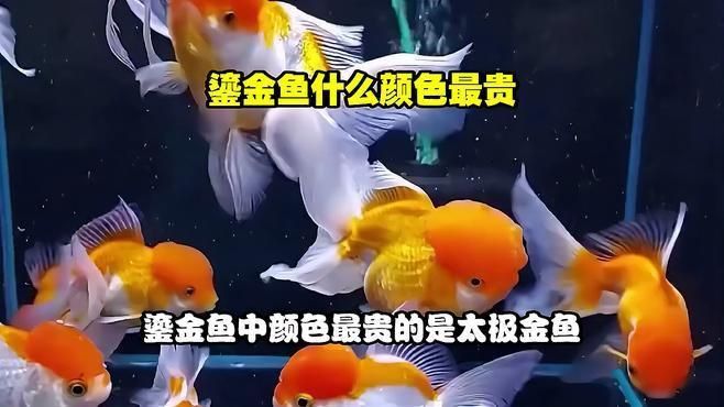 鎏金魚什么顏色最貴