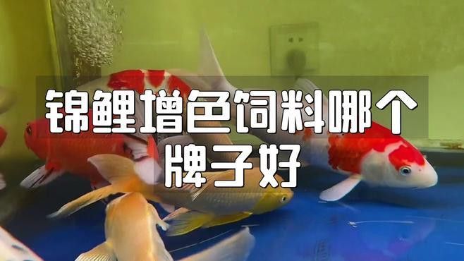這些增色飼料中哪個效果最好？