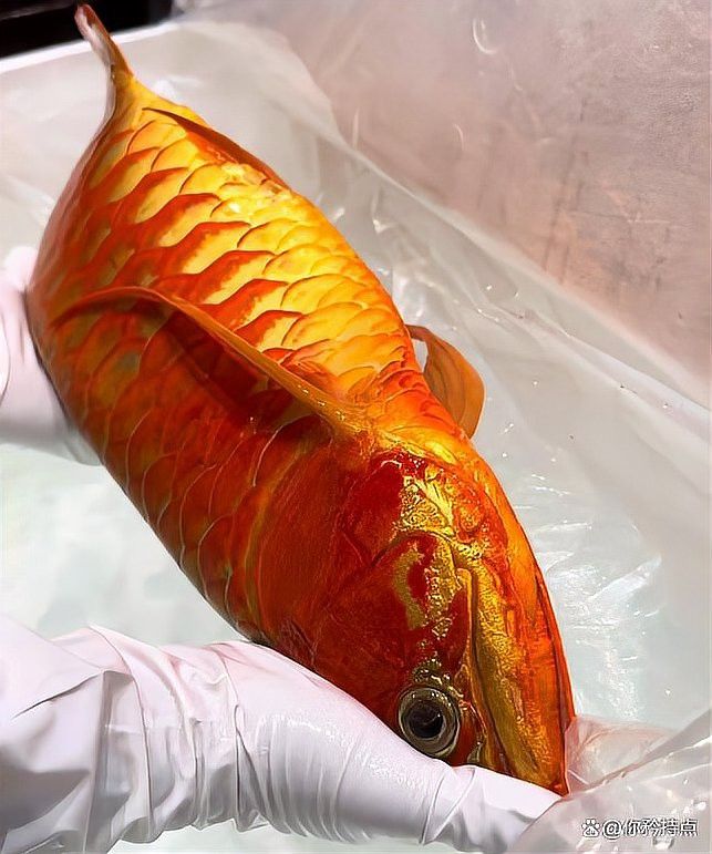 佛山龍魚掉眼手術