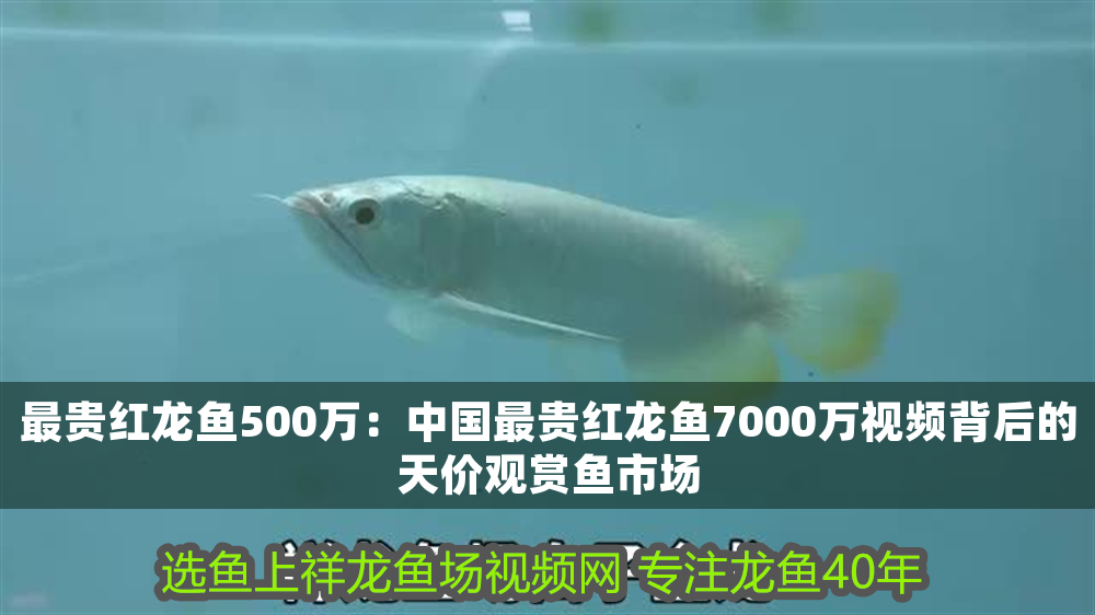 最貴紅龍魚500萬：中國最貴紅龍魚7000萬視頻背后的天價(jià)觀賞魚市場
