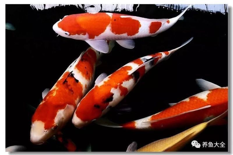 龍魚鎮(zhèn)宅聚財圖片