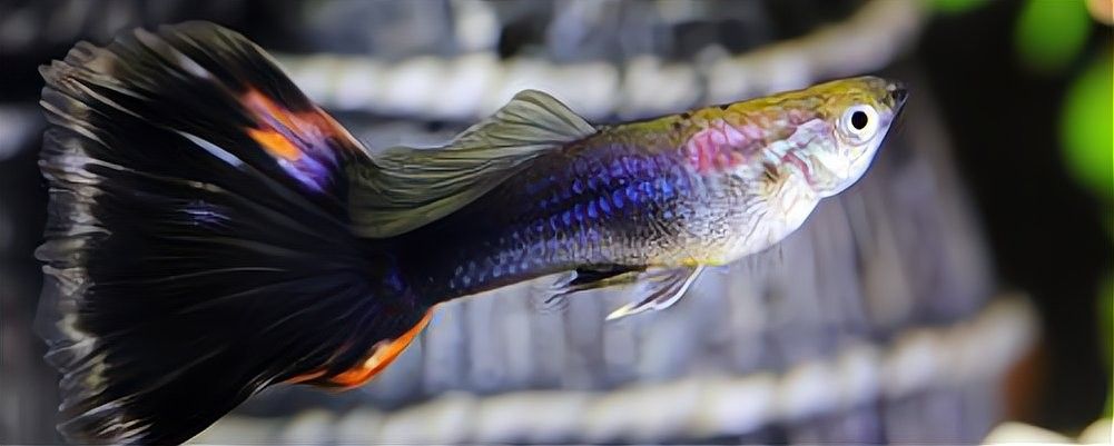 龍魚顏色變淺身體發白