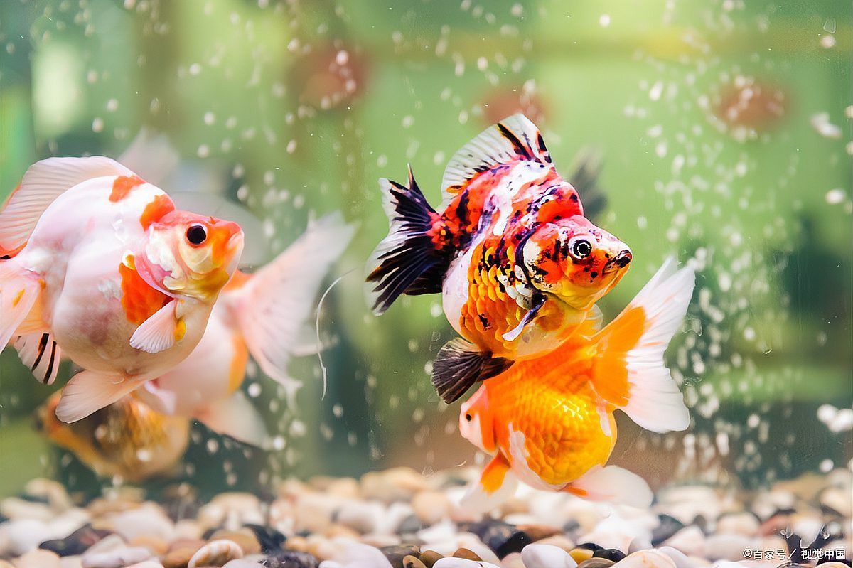 如何自制銀龍魚飼料？