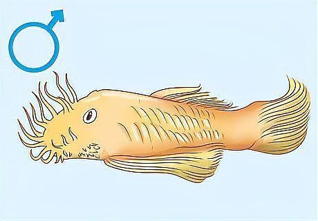 藍寶石魚怎么分公母