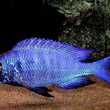 藍寶石魚怎么分公母