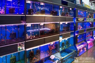 深圳買龍魚最大的市場叫什么：深圳賣龍魚最大市場是布吉海鮮批發市場布吉海鮮批發市場