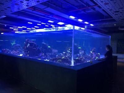 深圳買龍魚最大的市場叫什么：深圳賣龍魚最大市場是布吉海鮮批發市場布吉海鮮批發市場