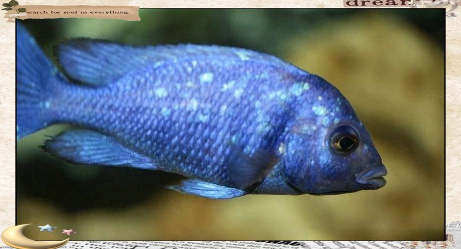藍寶石魚屬于什么檔次
