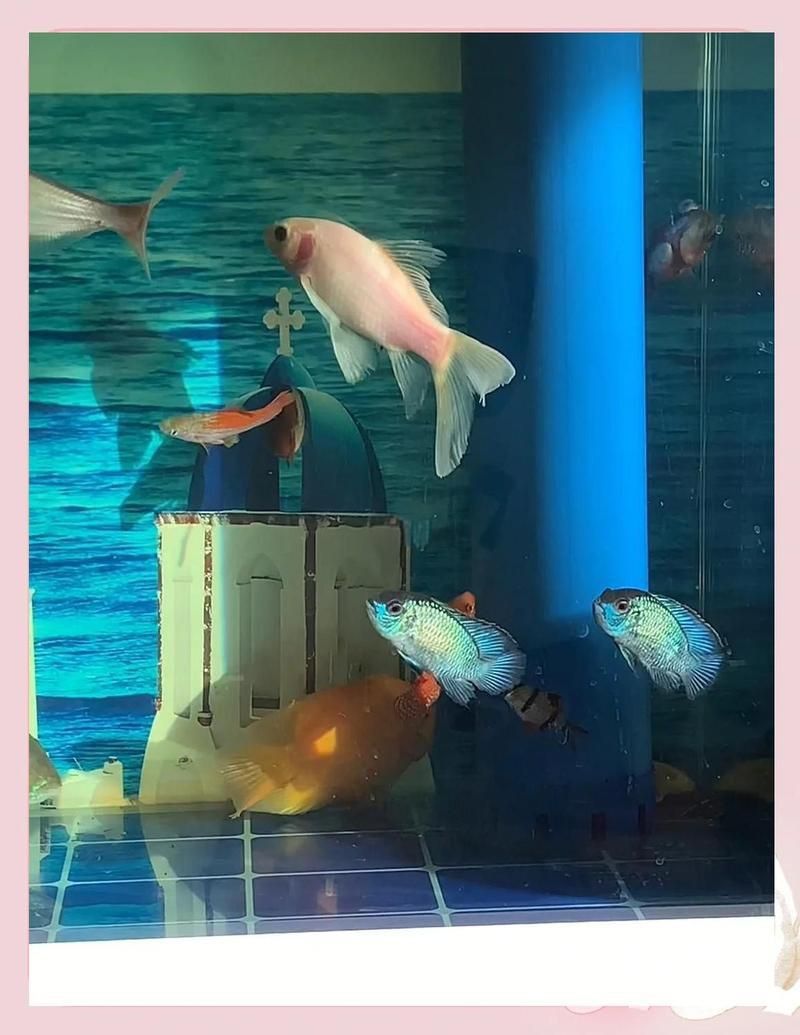 藍寶石魚屬于什么檔次