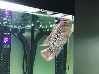 觀賞與龍魚：觀賞魚與龍魚混養的注意事項