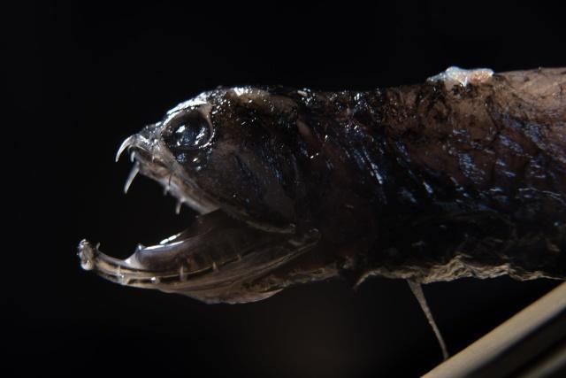 龍魚嘴巴老張開怎么回事（龍魚嘴巴老張開怎么回事龍魚嘴巴老張開可能由多種因素引起）
