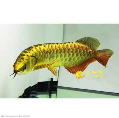 呈千祥龍魚貿易：呈千祥龍魚貿易公司排名對比印尼紅龍魚市場價格