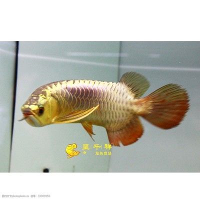 呈千祥龍魚貿易：呈千祥龍魚貿易公司排名對比印尼紅龍魚市場價格