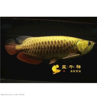 呈千祥龍魚貿易：呈千祥龍魚貿易公司排名對比印尼紅龍魚市場價格