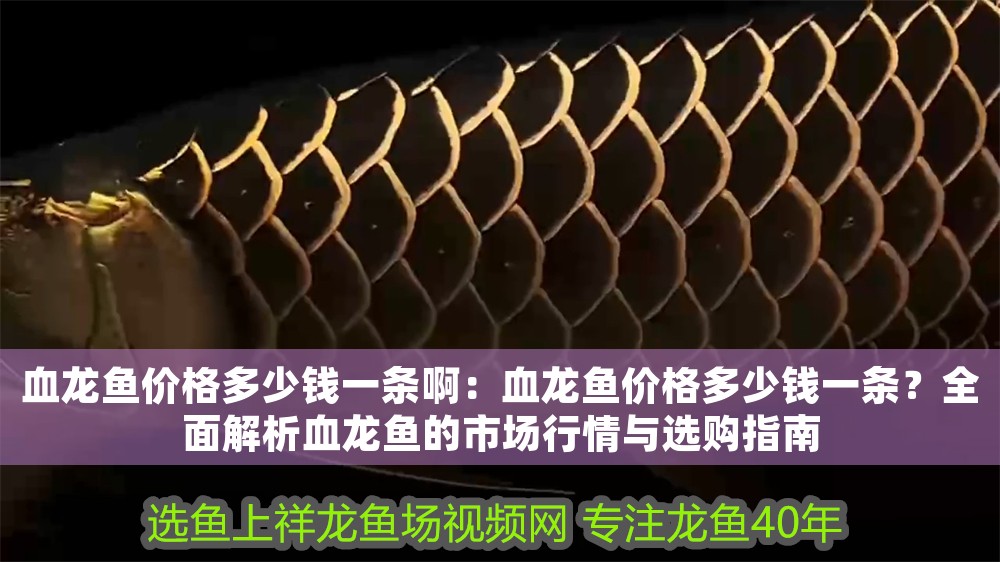 血龍魚價格多少錢一條啊：血龍魚價格多少錢一條？全面解析血龍魚的市場行情與選購指南