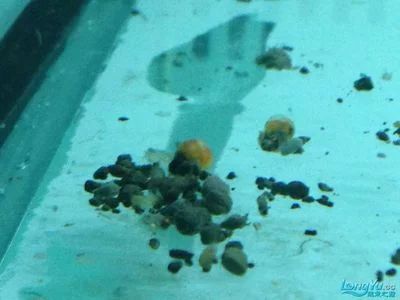龍魚的屎怎么處理好：龍魚的屎怎么處理好龍魚的屎怎么處理好龍魚的糞便