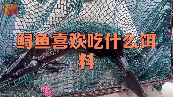 觀賞鱘龍魚吃什么 觀賞鱘龍魚吃什么 龍魚百科