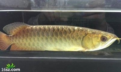 龍魚立鱗鱗片上有白色斑點是什么病癥：龍魚立鱗且鱗片上有白色斑點是什么病癥