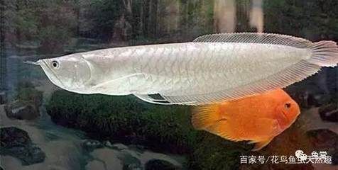 龍魚水質檢測哪些指標不正常：養龍魚的水質標準