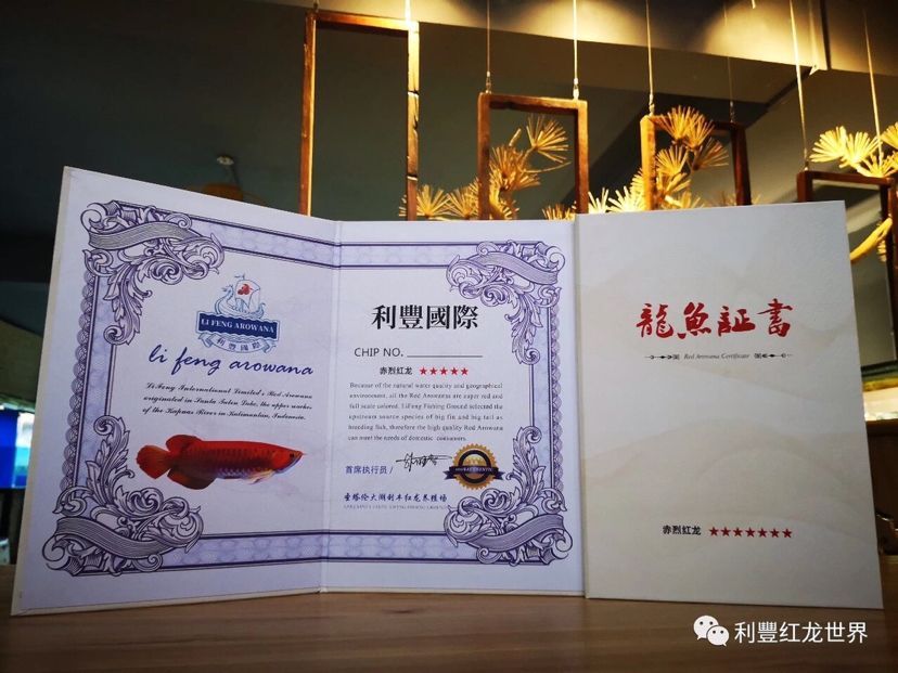 龍魚證書查詢系統（如何查詢龍魚證書上品牌）