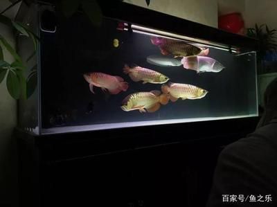 龍魚剪眼皮是干什么：龍魚剪眼皮是為了糾正或改善金龍魚的眼部問題