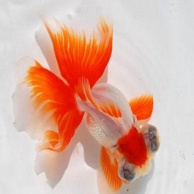 金龍魚招財魚手機壁紙：招財魚手機壁紙的詳細信息