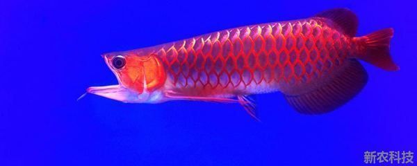 龍魚可以和什么魚混養？：龍魚混養的布置技巧，