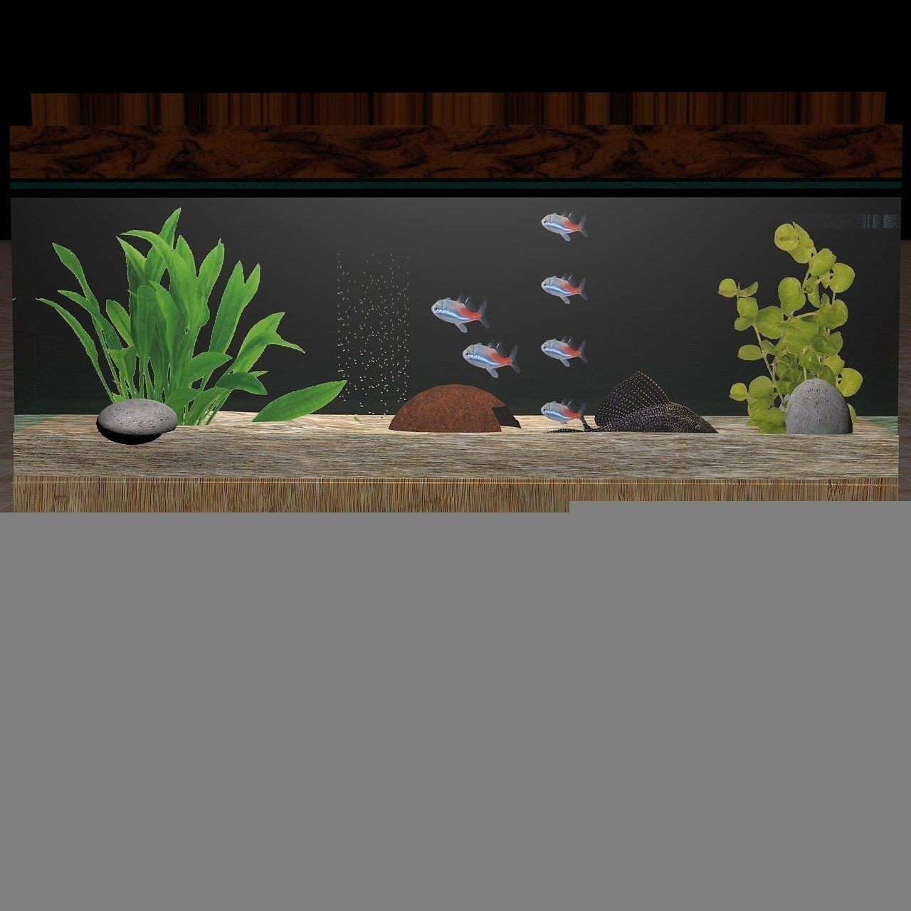金龍魚和紅龍魚能不能混養：金龍魚和紅龍魚有什么區別