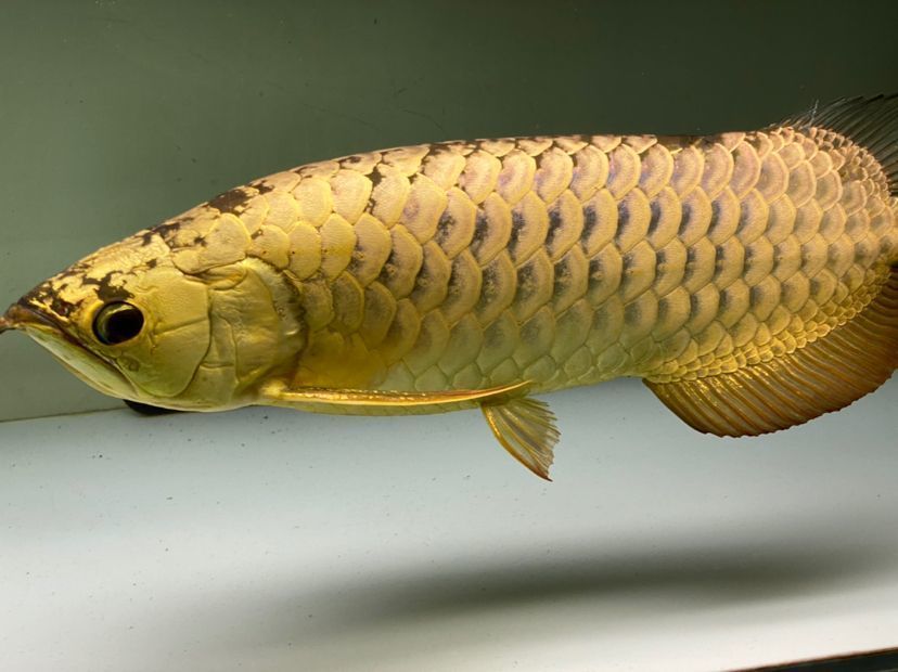龍魚不開口吃東西怎么辦：龍魚不開口吃東西怎么辦，