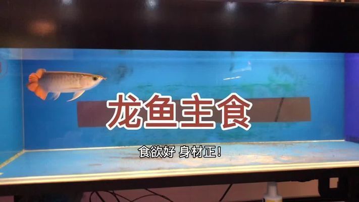 龍魚吃錦鯉好還是草魚好呢視頻：龍魚與錦鯉共養(yǎng)的注意事項