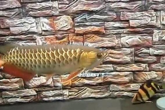 龍魚吃錦鯉好還是草魚好呢視頻：龍魚與錦鯉共養(yǎng)的注意事項
