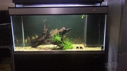 彩蝶龍?zhí)缎卤鴆款尺寸：彩蝶龍?zhí)缎卤鴆款魚(yú)缸