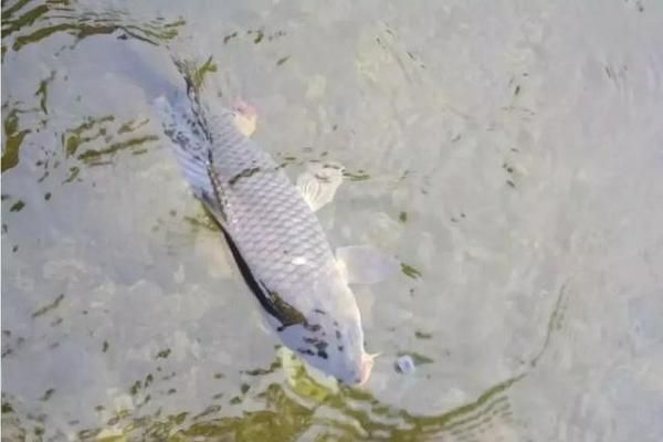 詳細閱讀:青龍魚好不好釣魚,“青龍魚”的釣魚情況 青龍魚好不好釣魚,“青龍魚”的釣魚情況