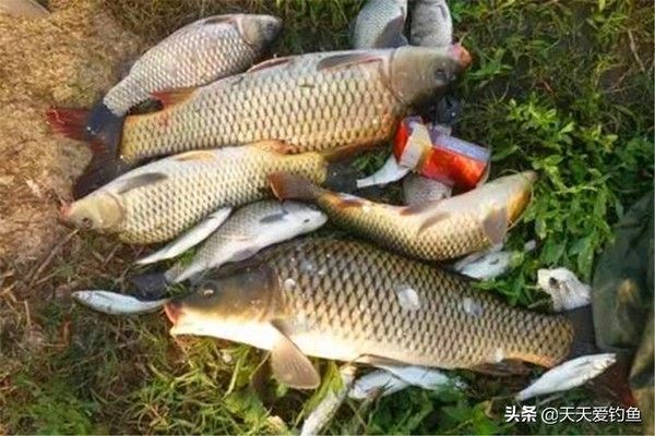 青龍魚好不好釣魚，“青龍魚”的釣魚情況