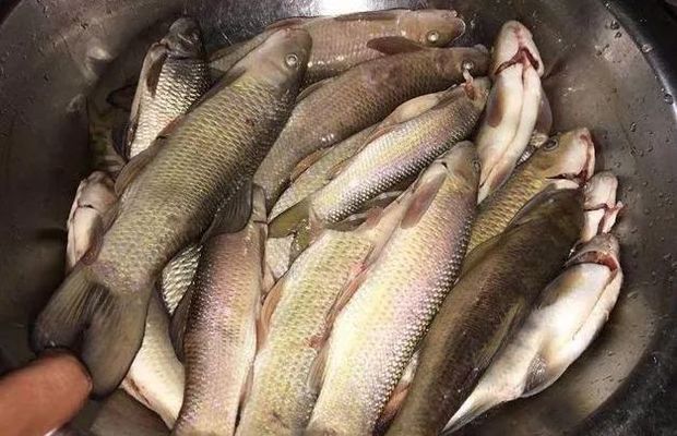 詳細閱讀:青龍魚好不好釣魚,“青龍魚”的釣魚情況 青龍魚好不好釣魚,“青龍魚”的釣魚情況