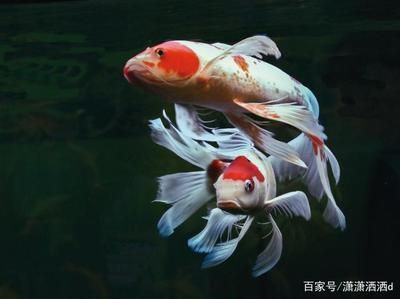 龍魚吃什么飼料長得快：如何選擇合適的飼料來促進(jìn)龍魚的快速生長