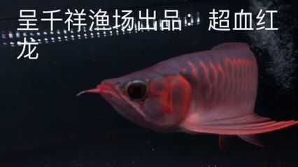 印尼超血紅龍魚記憶久嗎：印尼超血紅龍魚在記憶力方面表現(xiàn)不俗而飼養(yǎng)者需注意