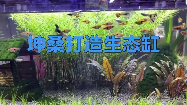 坤桑養烏龜生態缸