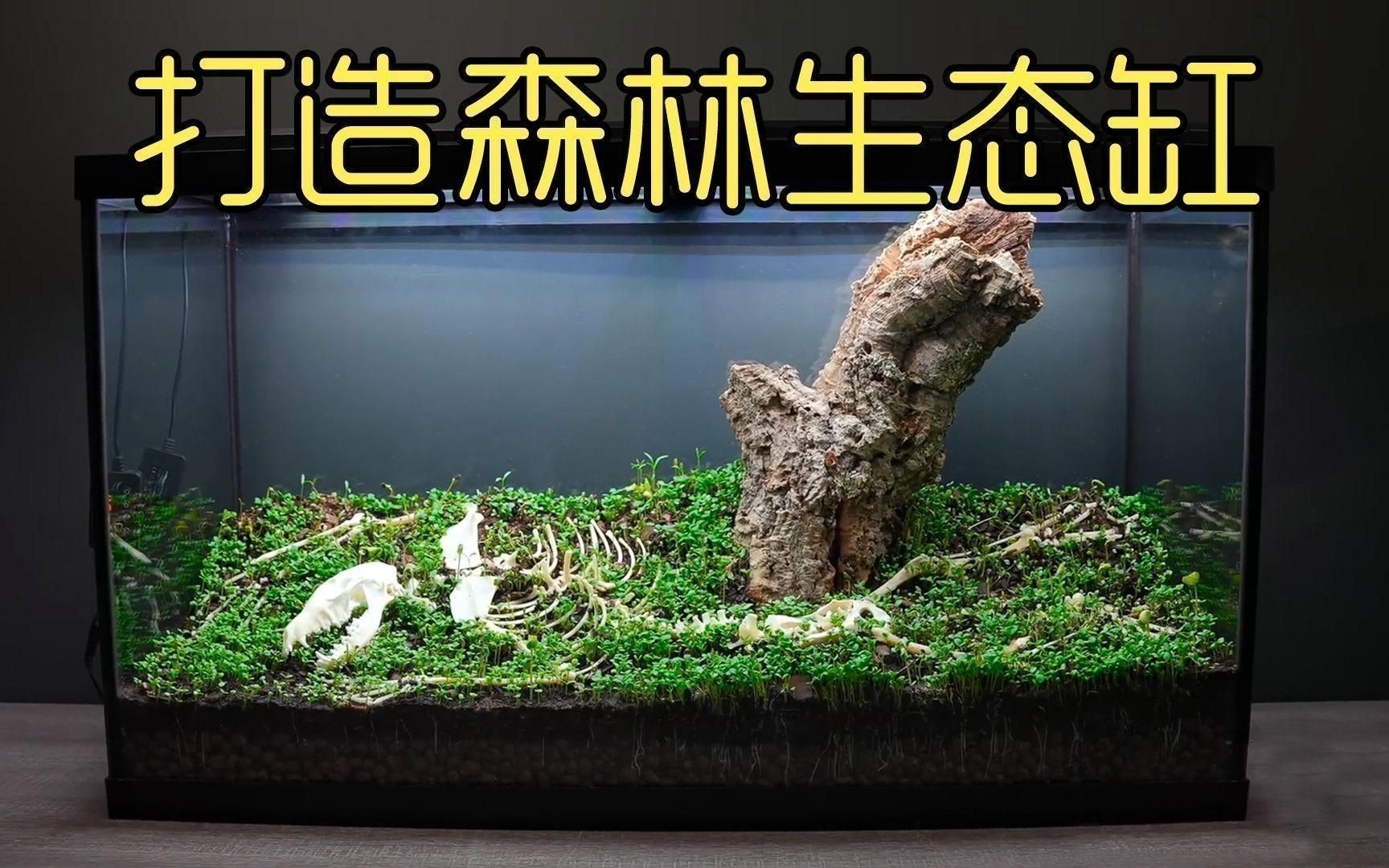 坤桑養烏龜生態缸
