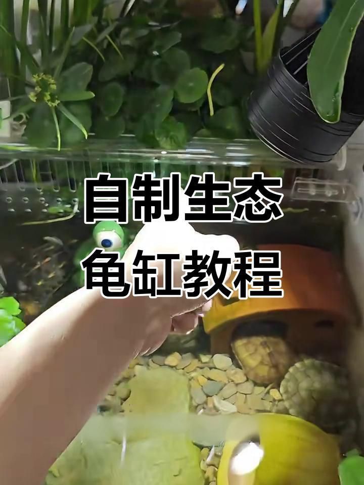 坤桑養烏龜生態缸