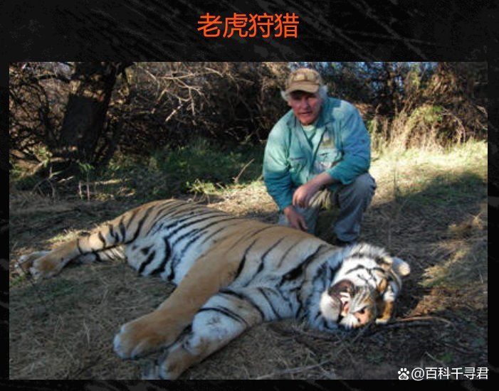 哪個國家可以殺老虎