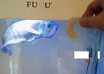 龍魚在魚缸下面游怎么回事？：龍魚在魚缸下面游動可能有多種原因主要包括以下幾個方面 龍魚在魚缸下面游怎么回事？：龍魚在魚缸下面游動可能有多種原因主要包括以下幾個方面 龍魚百科
