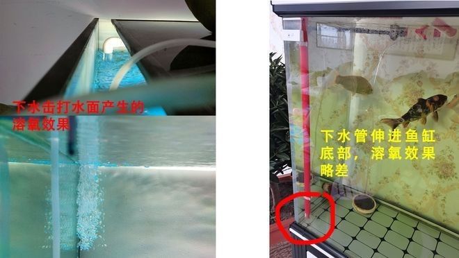 龍魚必須打氧嗎