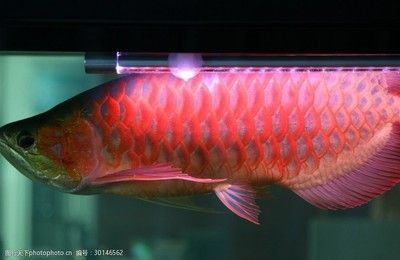 紅龍魚缸背景顏色代表什么（紅龍魚缸背景顏色如何選擇？）