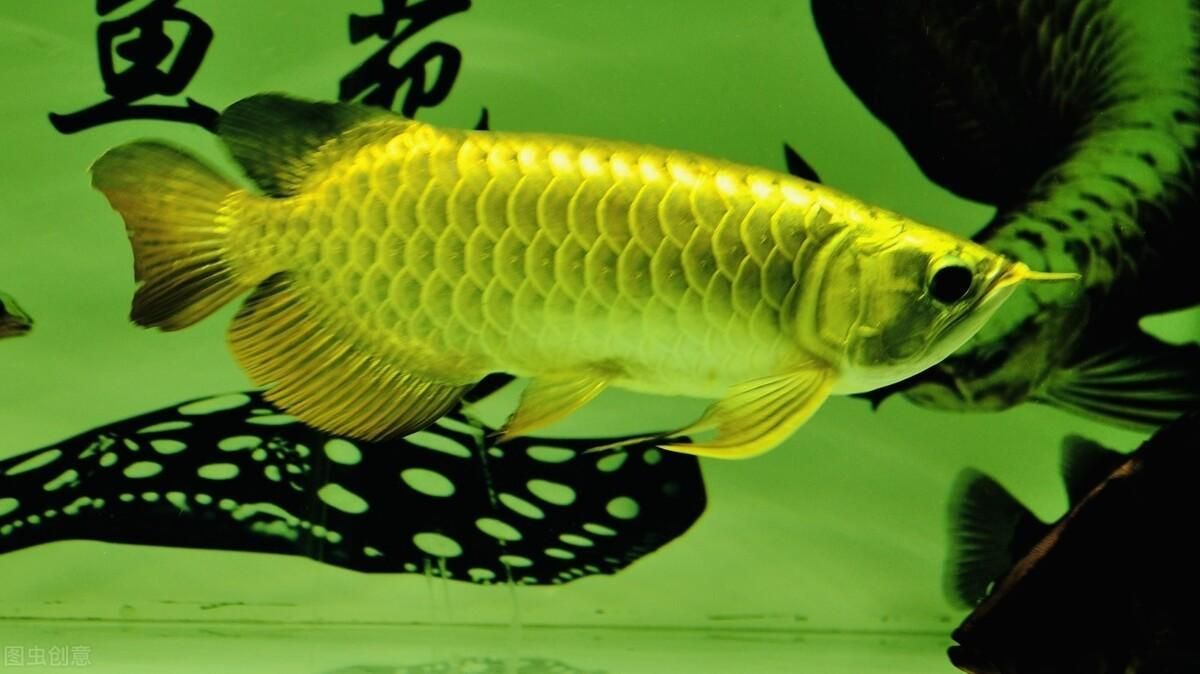 最漂亮金龍魚照片（關于金龍魚的一些詳細信息和圖片描述）