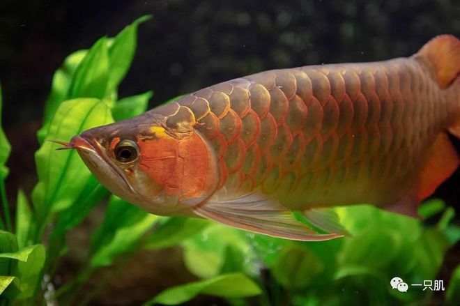 吃金龍魚圖片真實